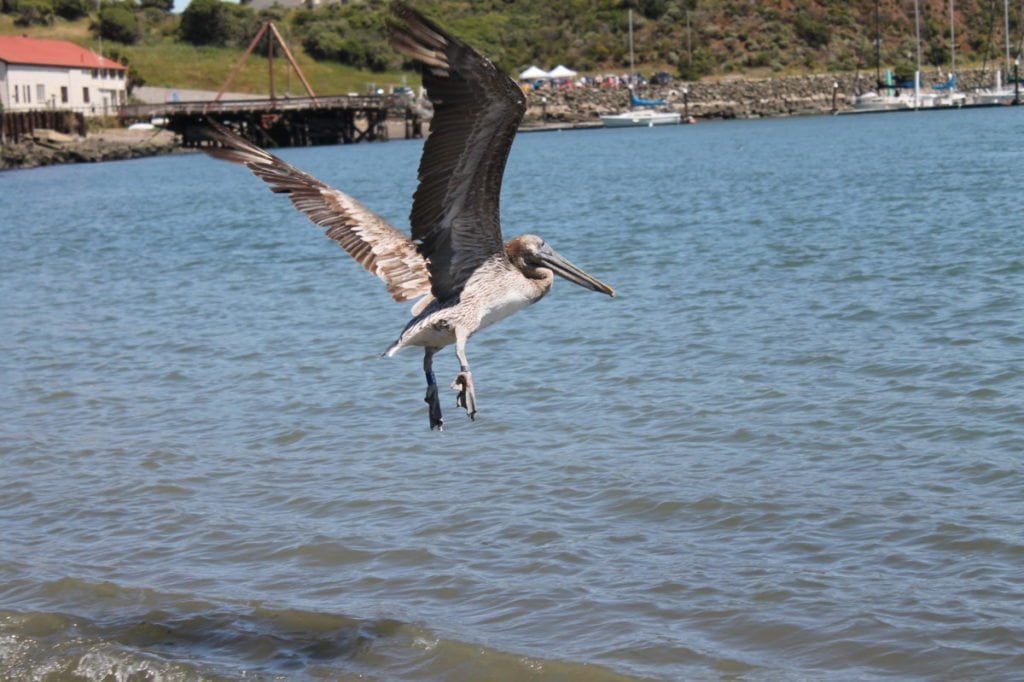 The pelican flies free! A week later, GGBA volunteers documented it roosting safely in Alameda.