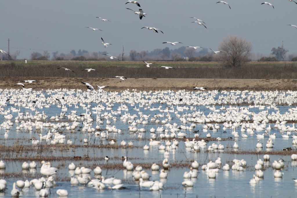 Snow Geese (mostly) at the Merced National Wildlife Refuge / Photo by Ilana DeBare