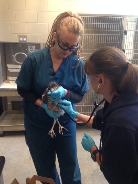 Heron receiving care at Oakland Zoo / Photo by Oakland Zoo