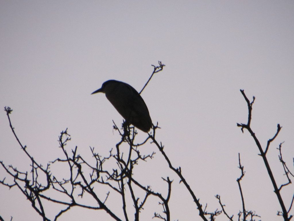 Black-crowned Night-Heron watches the Flash Mob from above / Photo by Ilana DeBare