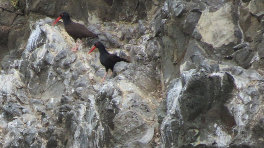 The crevice to the right of the oystercatchers served as the nesting site.