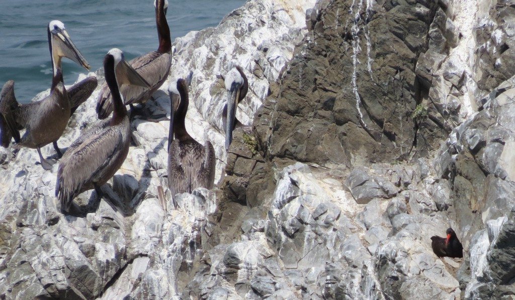 Pelicans move in close to the vicinity of the nest.