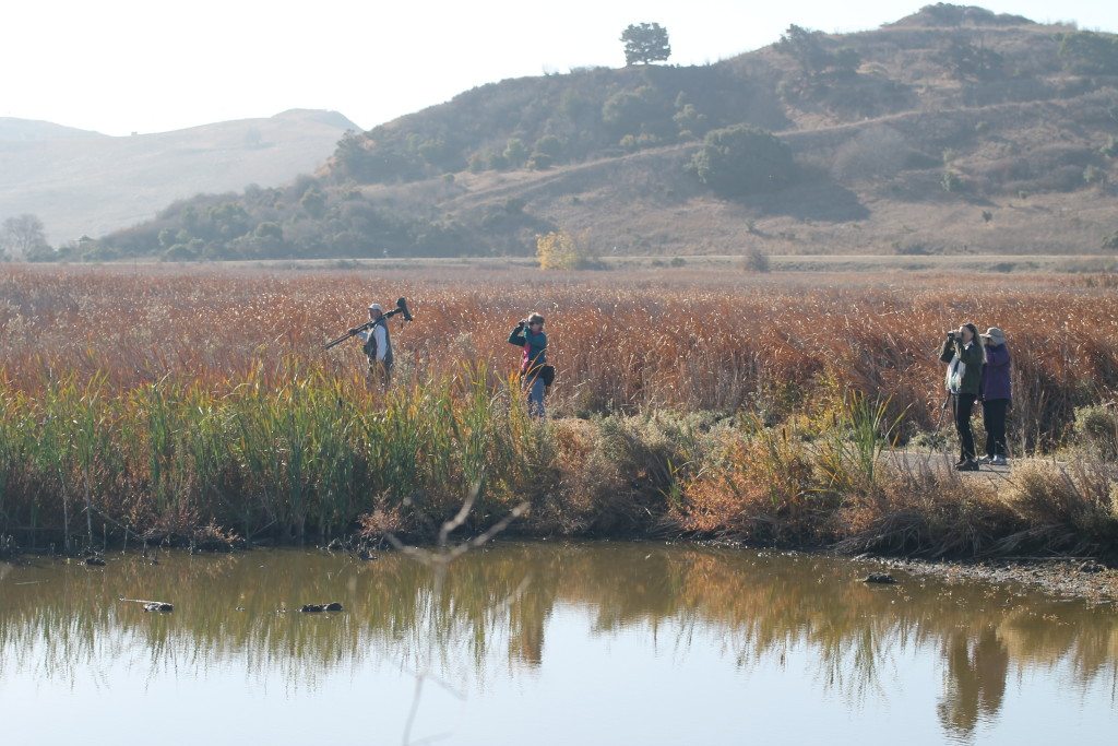 Coyote Hills in the fall / Photo by Ilana DeBare