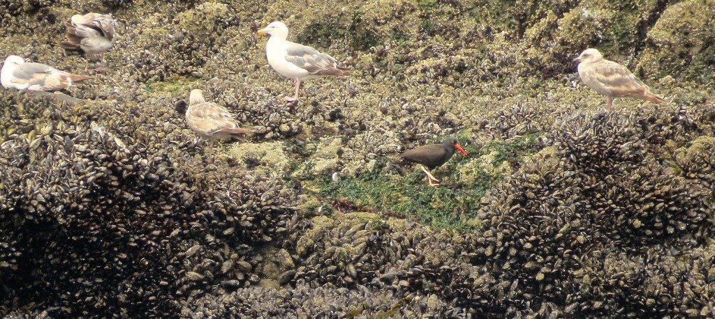 Black Oystercatcher foraging amidst gulls on bed of mussels.