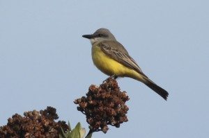 Tropical Kingbird sighted in South San Francisco. Photo by Ilana DeBare.