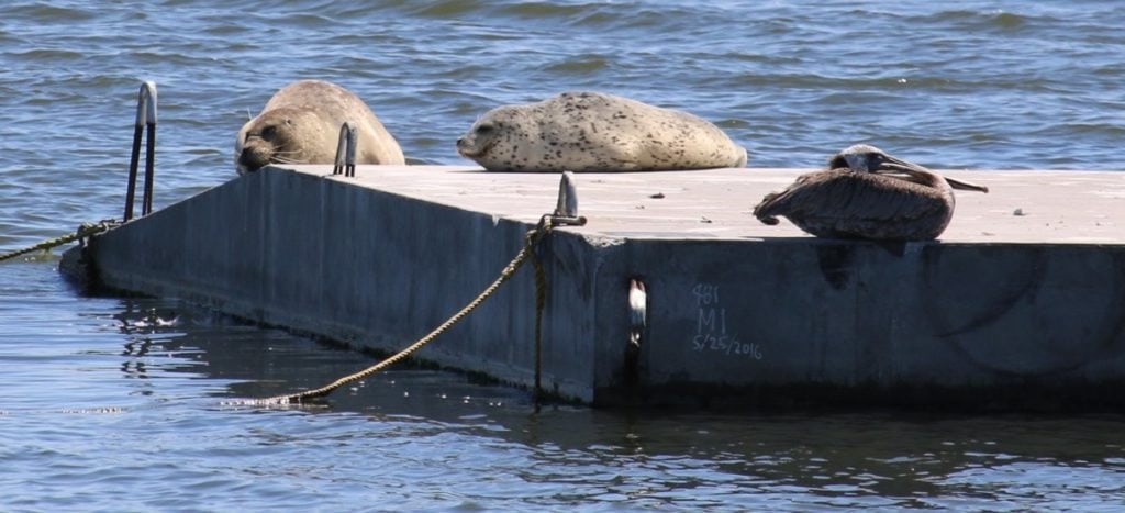 Two harbor seals with a roosting pelican on the new floating platform / Photo by Mark Klein