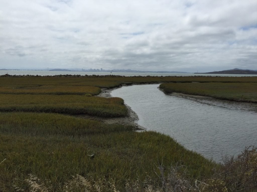 Tidal channel west of the Bay Trail near Point Isabel / Photo by Jess Beebe