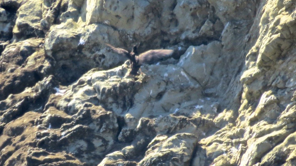 Last siting of the juvenile, flying up to a ledge.