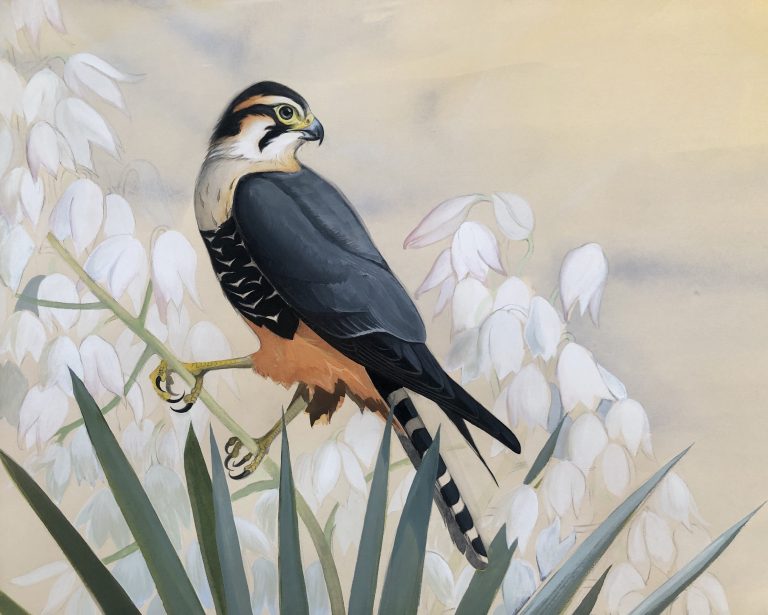 David Tomb: Bird Artist