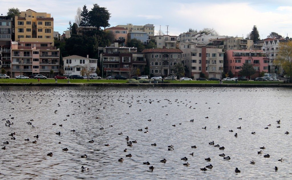 Lots of scaup but no Tufted Duck on Lake Merritt / Photo by Ilana DeBare