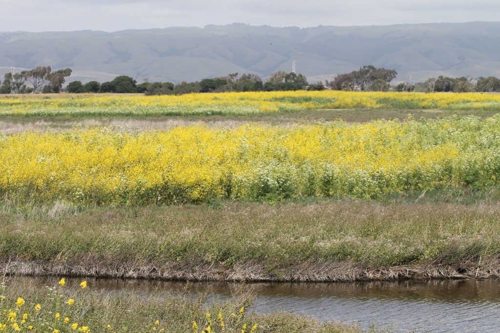 Coyote Hills in the spring / Photo by Ilana DeBare