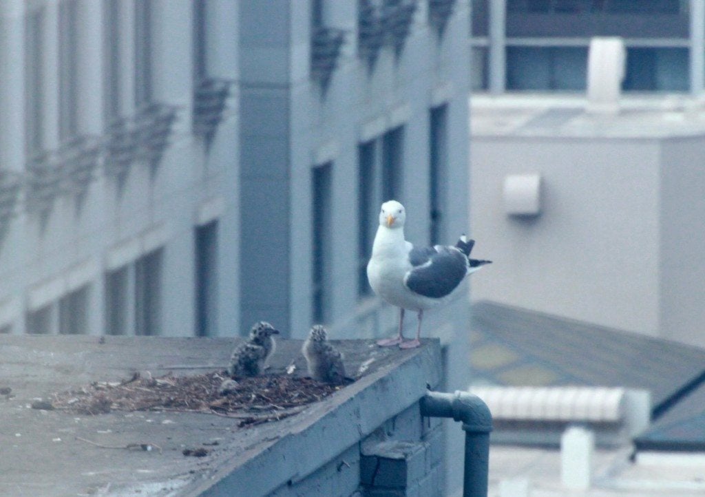 Western Gull and chicks at nest site that was disturbed by a drone / Photo by Sam Schuchat