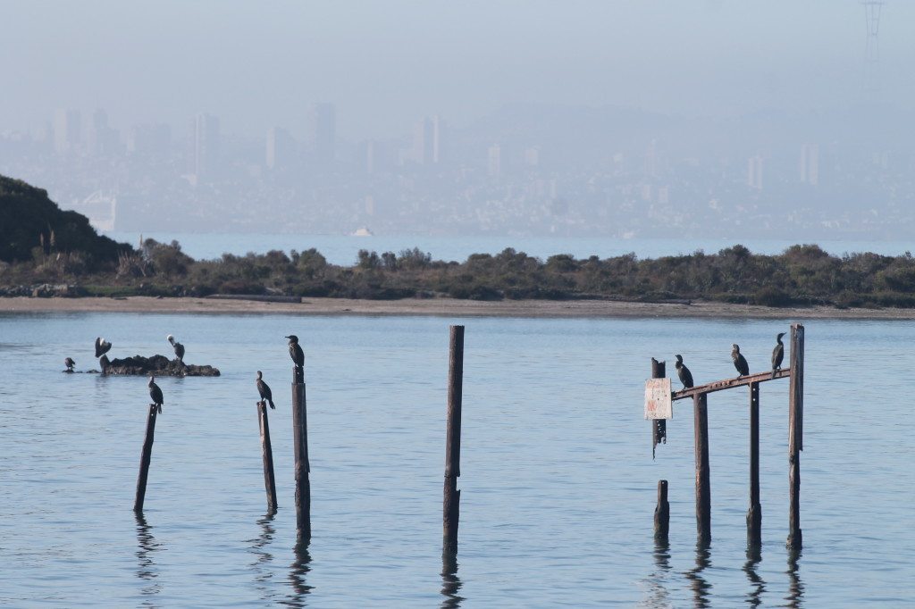 Cormorants on piers near Brooks Island / Photo by Ilana DeBare