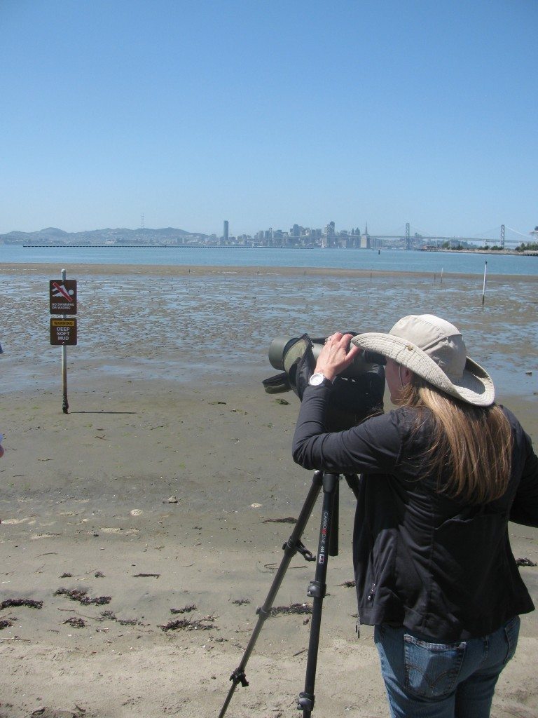 Middle Harbor Shoreline: Birding Hotspot