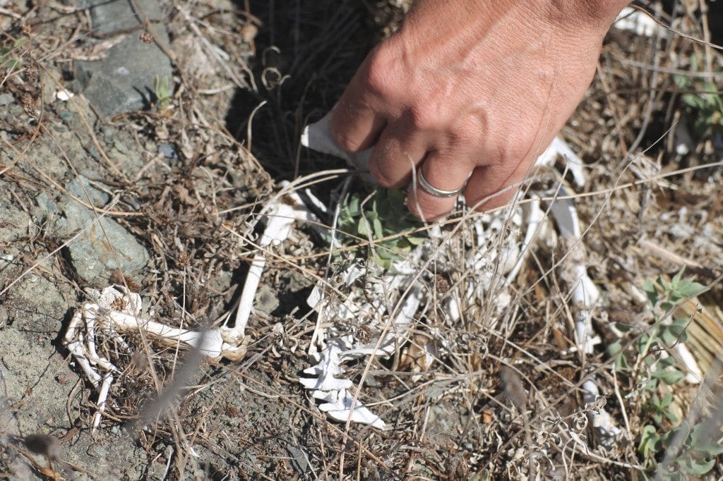 Naturalist Anthony Fisher shows a bird skeleton, probably a gull / Photo by Ilana DeBare