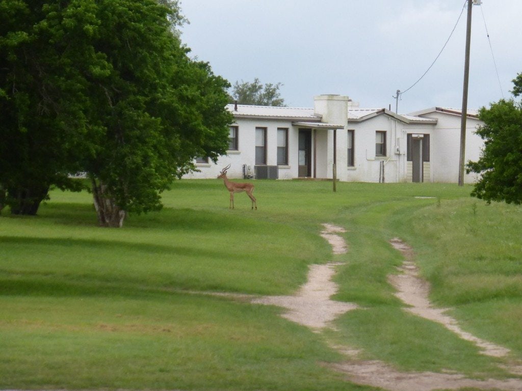 Impala at King Ranch
