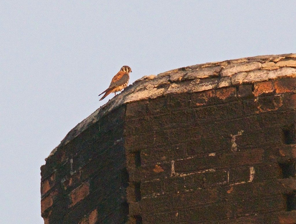 American Kestrel perched on the McNear chimney / Photo by Miya Lucas