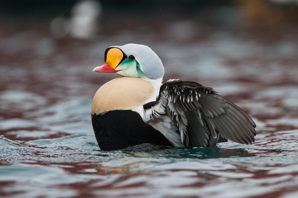 Male King Eider / Photo by Ron Knight