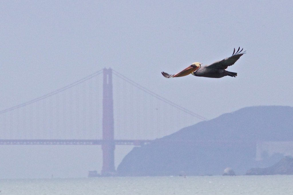 Brown Pelican viewed by the 2015 Point Isabel count team, by Alan Krakauer