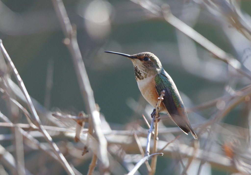 Allen's Hummingbird seen by Lani on January 2, 2015