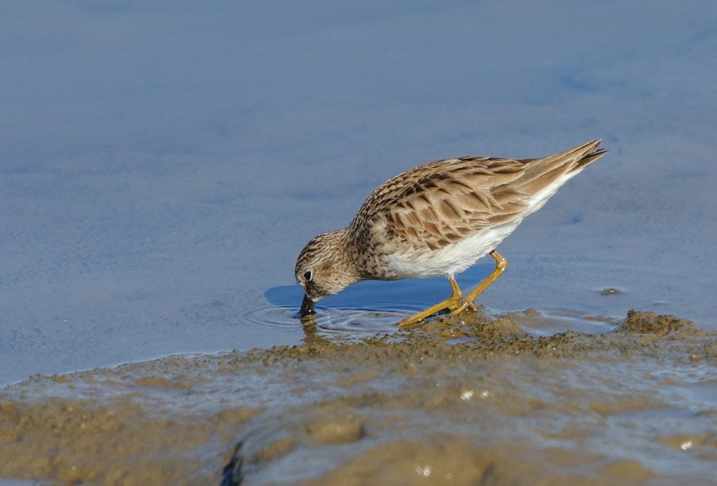 Least Sandpiper seen by Lani on January 2, 2015