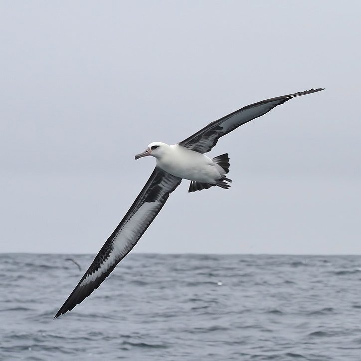 Pelagic Birding for Beginners