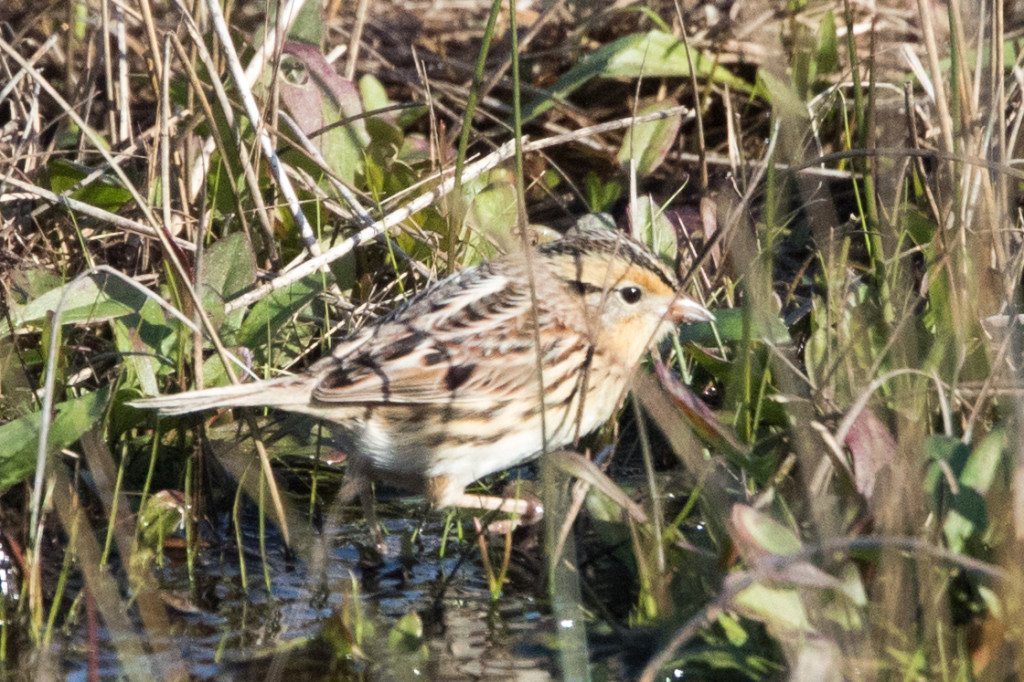 LeConte's Sparrow at Abbot's Lagoon by Bob Lewis
