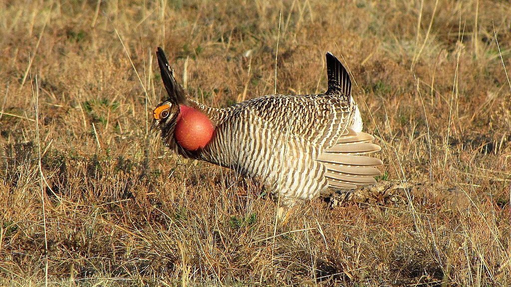 Lesser Prairie-Chicken by Tony Ilfland (USFWS)