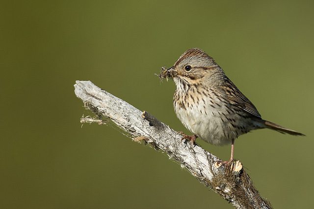 For the Love Of Sparrows