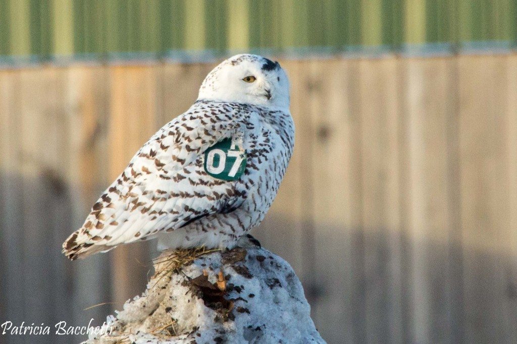 A wing-tagged Snowy Owl in Superior, WI, which is just south of Duluth.  The researcher dyes the head feathers with a black dye to make them easier to spot in the field. Photo by Patricia Bacchetti