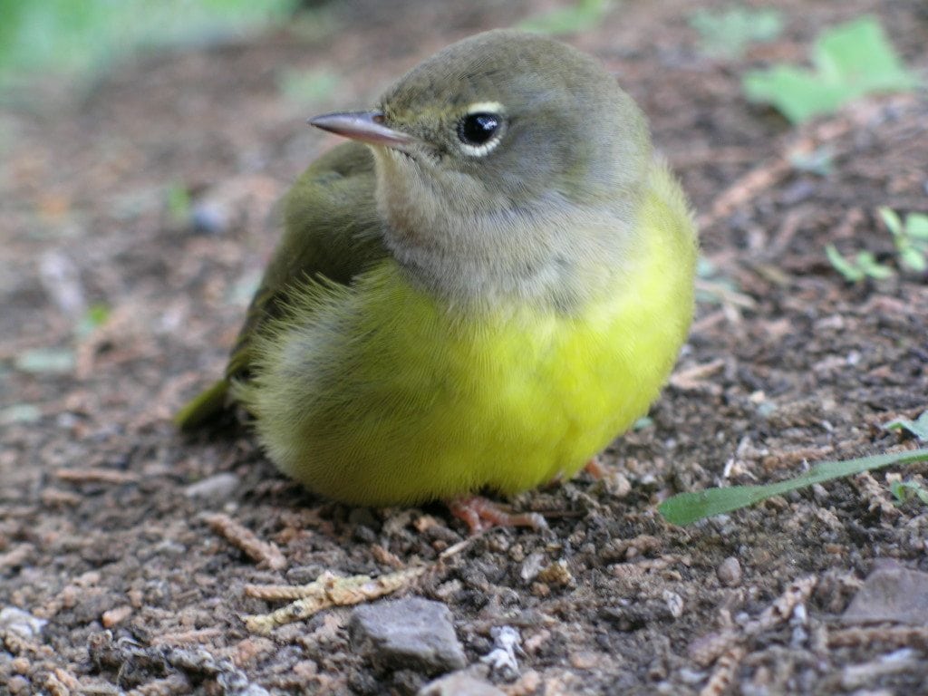 MacGillivray's Warbler in New Mexico / Photo by Sara Beckwith, NPS