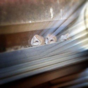 Barn Owls at the Marriott