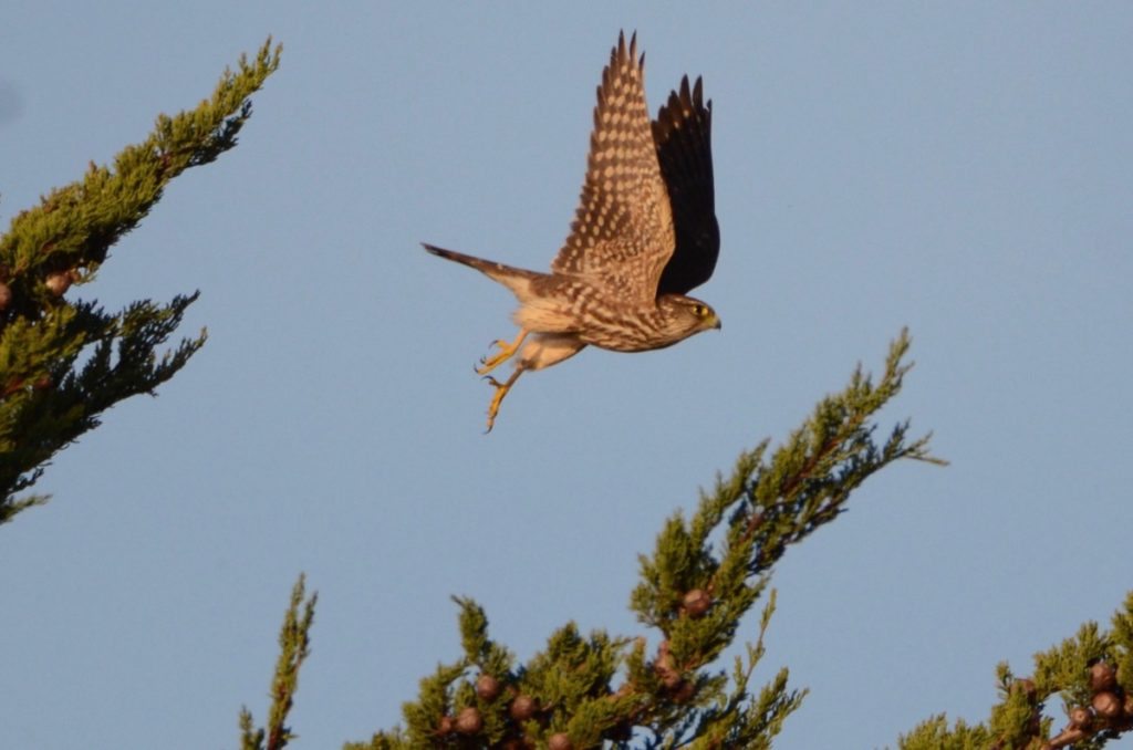 Merlin over cypress tree at Albany shoreline / Photo by Pam Young