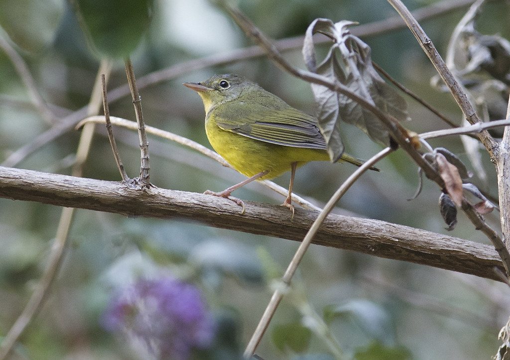 Mark's mystery warbler in San Francisco / Photo by Mark Rauzon