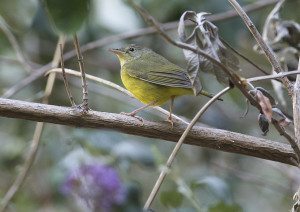 Mourning Warbler / Photo by Mark Rauzon