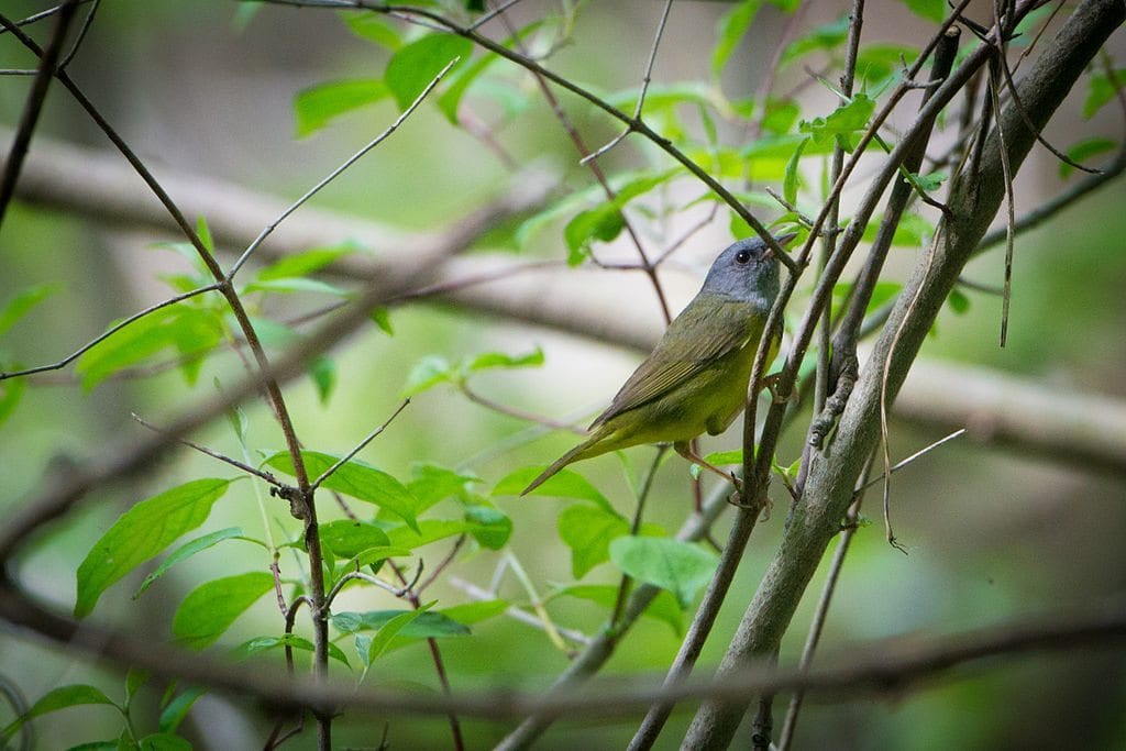 Mourning Warbler at Magee Marsh / Photo by Andrew C.