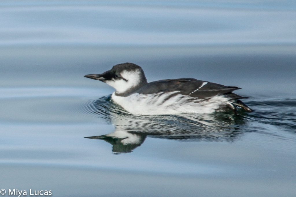 Common Murre on SF Bay by Miya Lucas. Note how glassy and calm the water is!