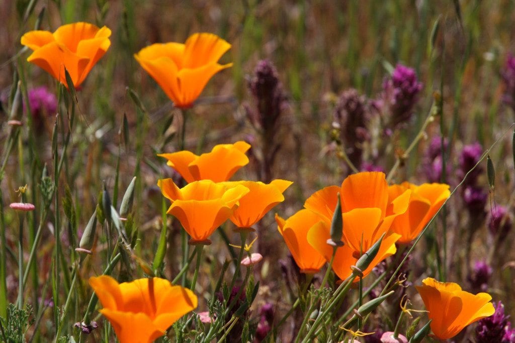 California poppies in Mitchell Canyon, by Bill Clark