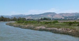 Marsh along Napa River / Photo by Dianne Fristrom
