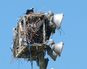 Osprey nesting at Mare Island / Photo by Dianne Fristrom from GGBA' 2013 Napa River trip