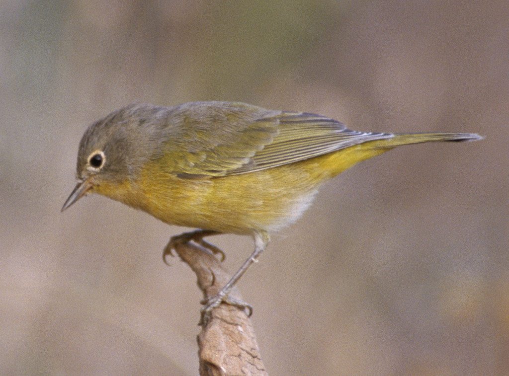 Nashville Warbler in Oregon / Photo by Dave Menke/USFWS