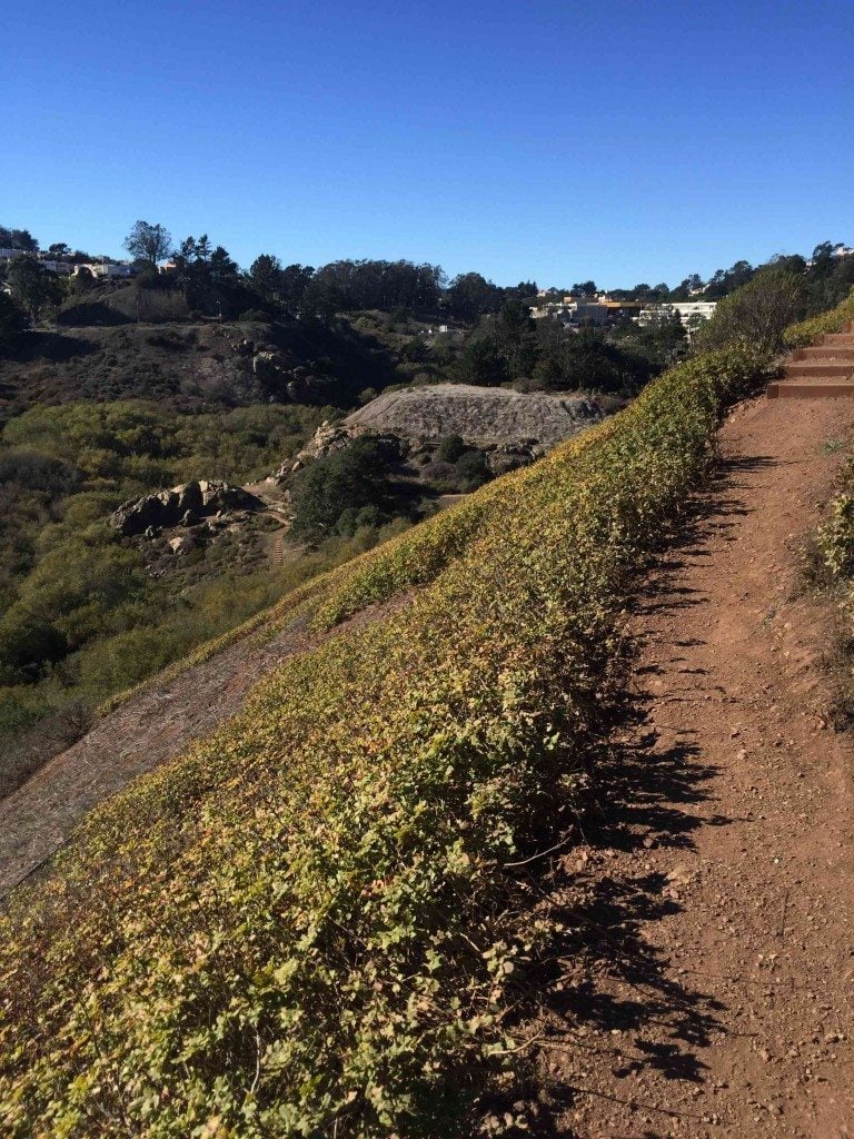 The east ridge trail, with the largest patch of native Oregon Grape in SF. Extracts of this plant were used by Native Americans to treat dyspepsia, eczema, and psoriasis. Photo by Dominik Mosur 