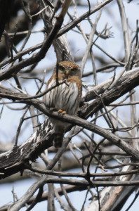 Northern Pygmy Owl along Pine Flat Road, by Bruce Mast