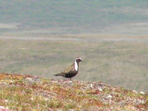 Nome Kigluaik Am. Gldn Plover resized