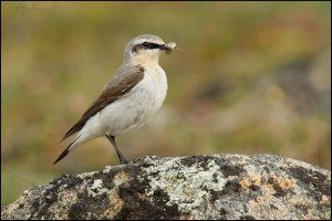 Nome TellerrdWooleynorthern_wheatear_EI8C0336212w2
