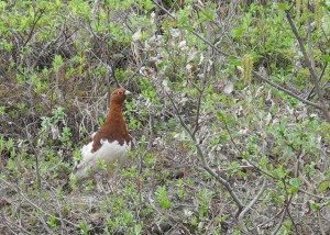 Nome Tellerroad WillowPtarmigan