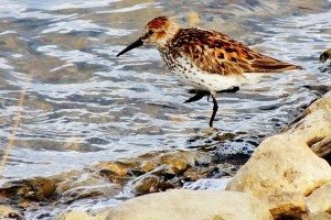 Nome Western Sandpiper3 resized