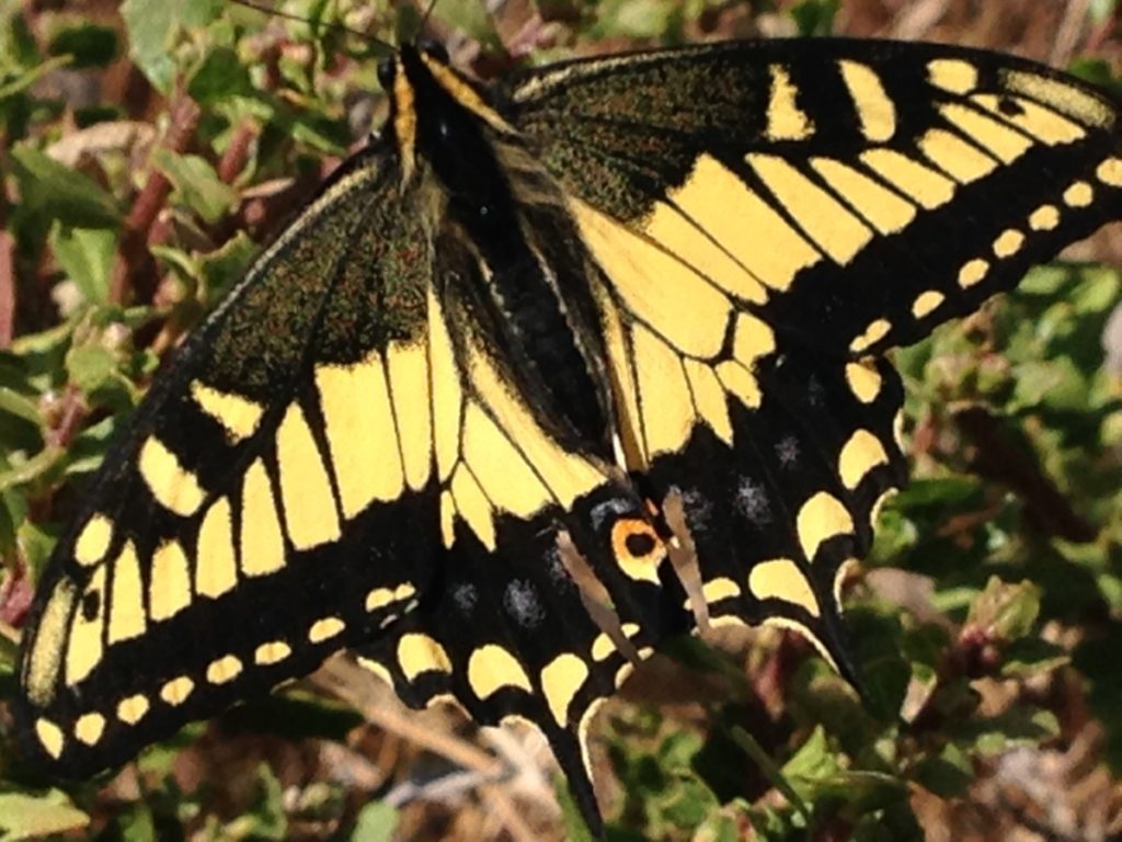 Anise Swallowtail is one of the butterflies found at Pier 94.