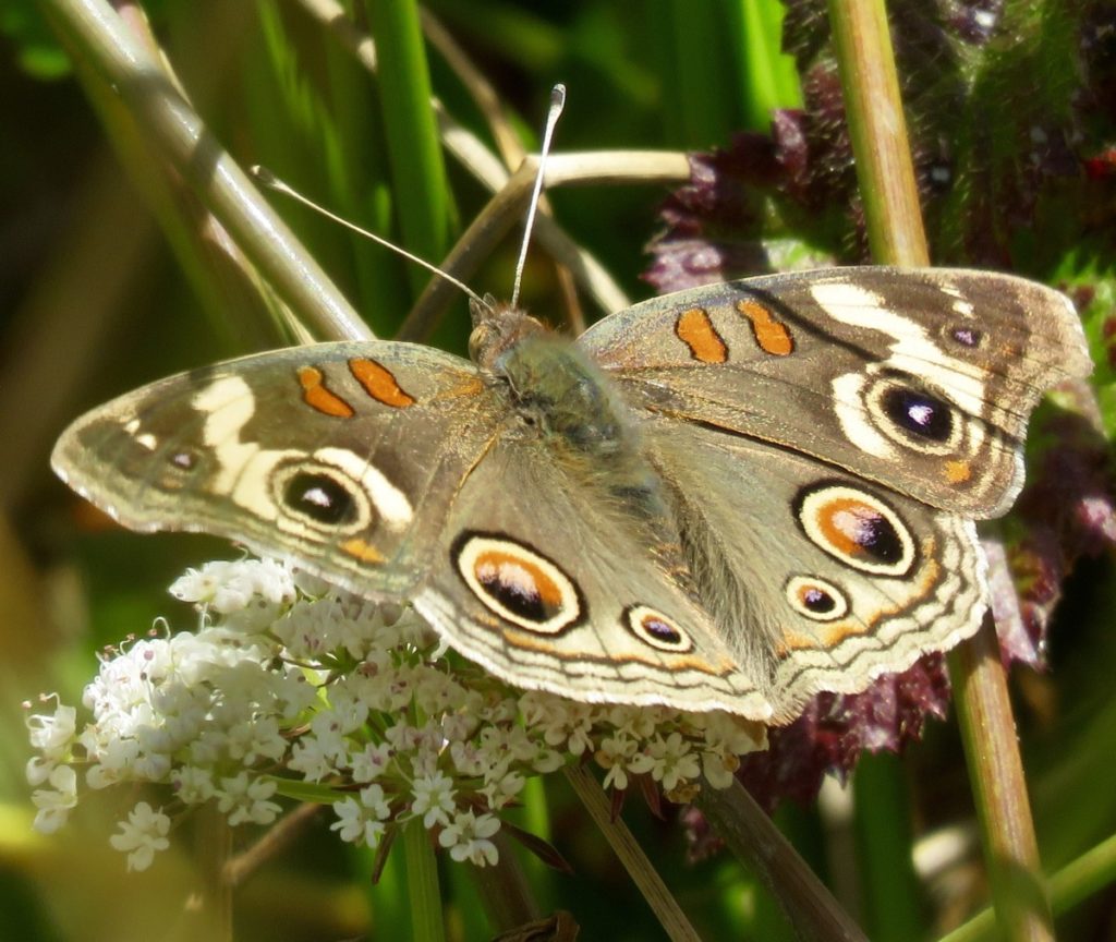 Common Buckeye s one of the butterflies found at Pier 94.