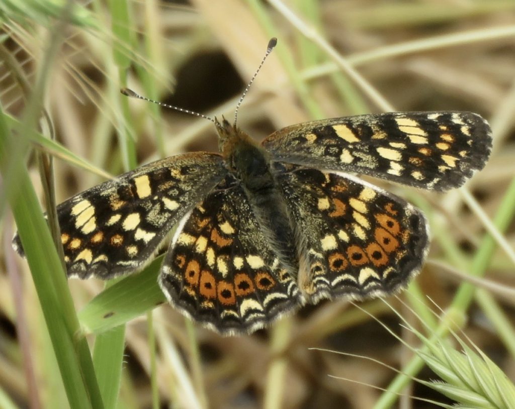 Field Crescent is one of the butterflies found at Pier 94.